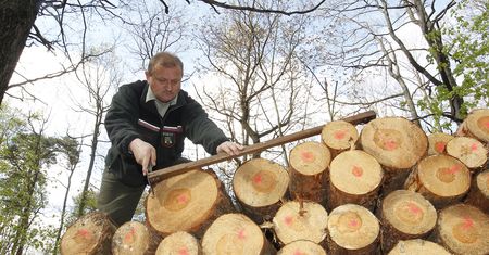 Niemieccy leśnicy biją na alarm. Plaga masowych kradzieży drewna