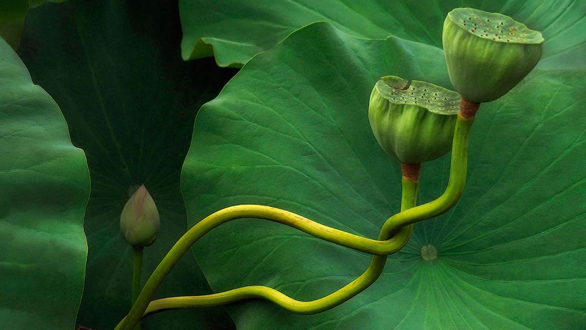 Polskie ogrody wyróżnione w konkursie fotografów botanicznych 1