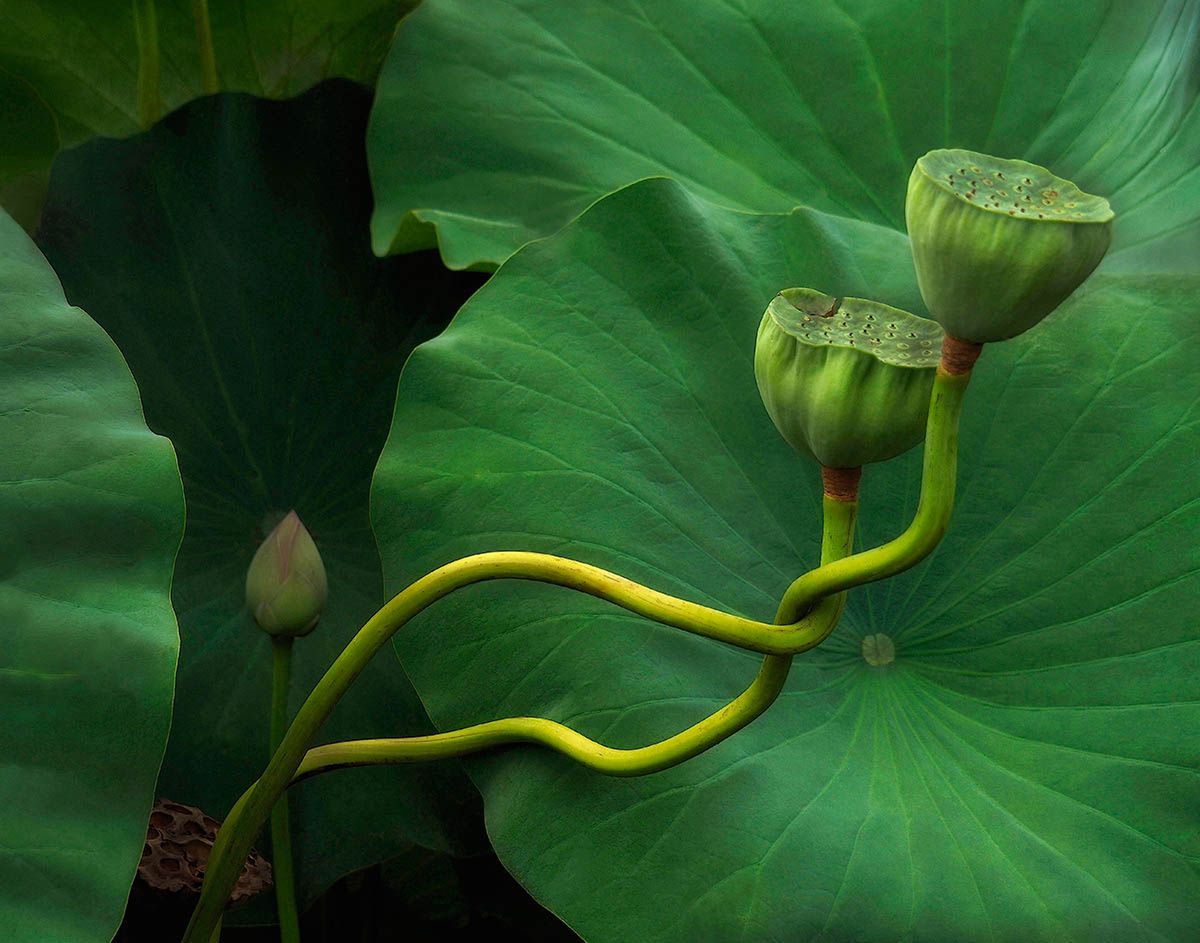 Polskie ogrody wyróżnione w konkursie fotografów botanicznych 1