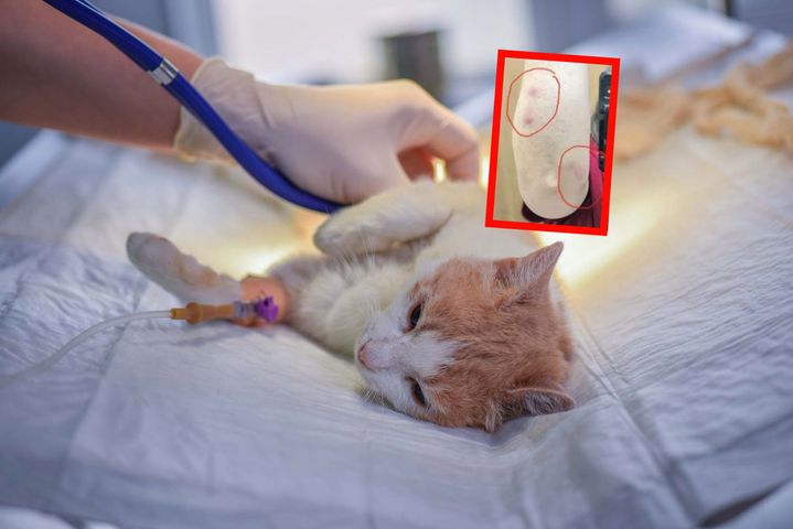 Lekarka podrapana przez kota zaraziła się bardzo rzadką chorobą