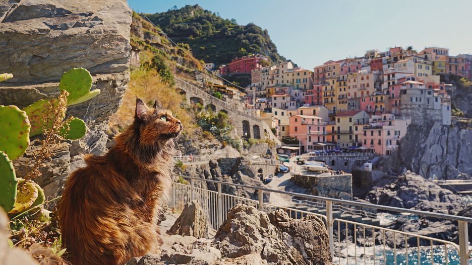Lukrecja w Cinque Terre