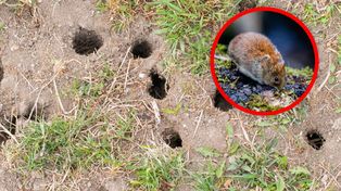 Zauważyłeś to w ogrodzie? Działaj, zanim będzie za późno