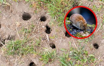 Zauważyłeś to w ogrodzie? Działaj, zanim będzie za późno