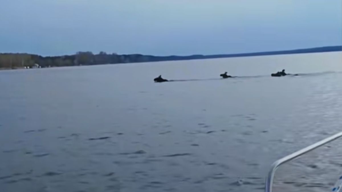 Łosie w Zalewie Sulejowskim.