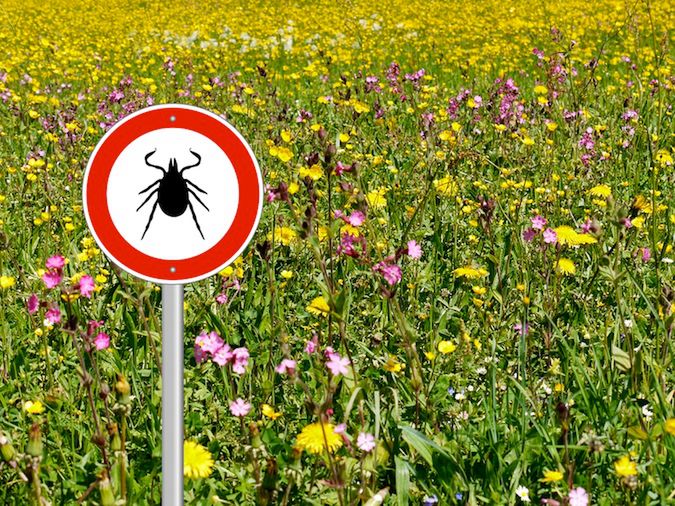 Pacjenci często mają problemy z rozpoznaniem kiedy faktycznie borelioza ustąpiła 