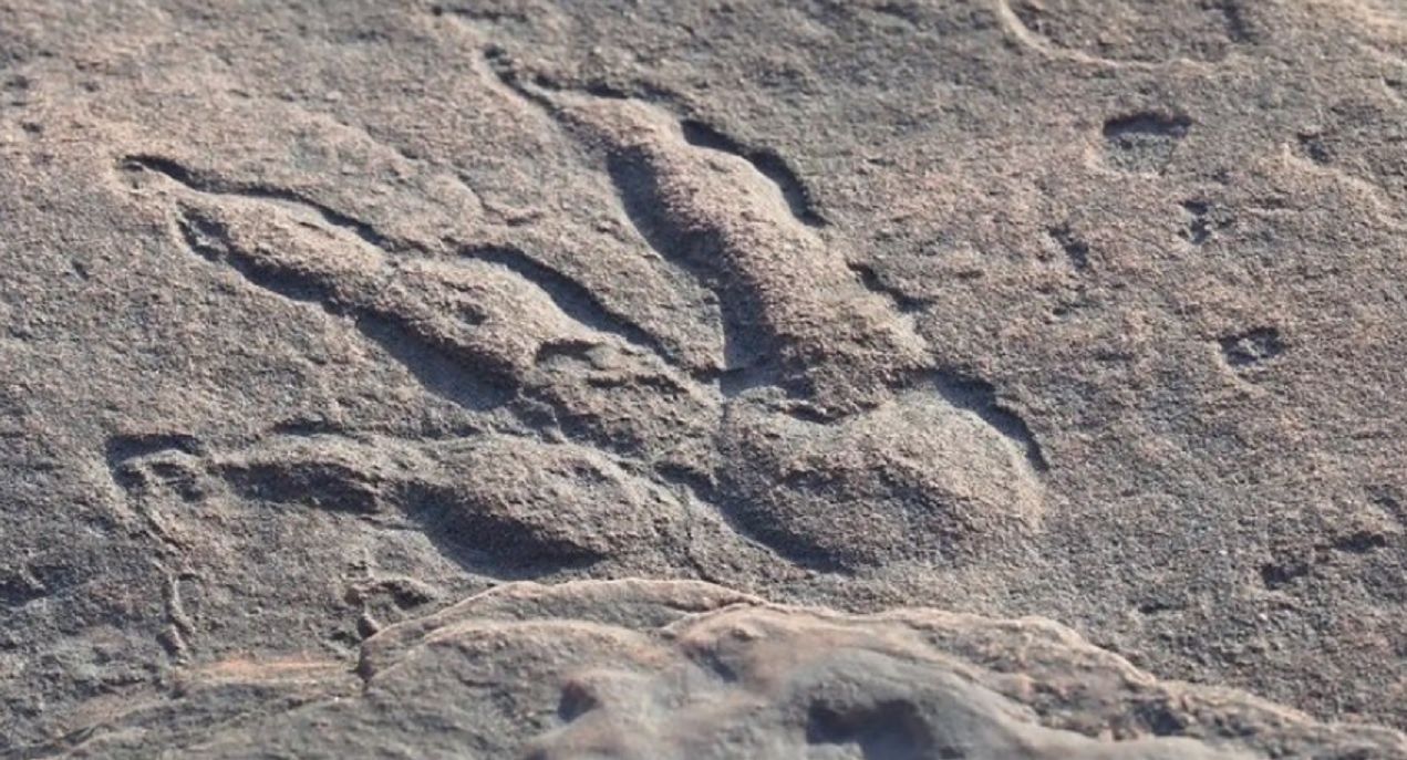 Nowy gigant wśród dinozaurów. Największy dinozaur w Azji Południowej