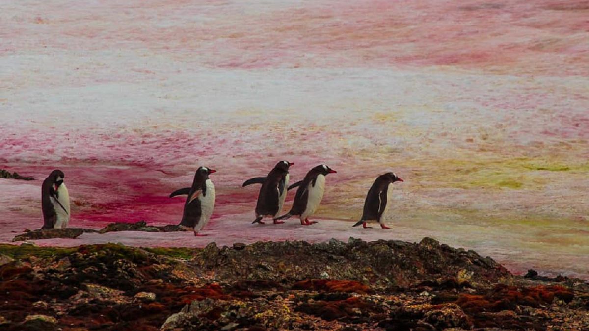 Różowy śnieg na Antarktydzie