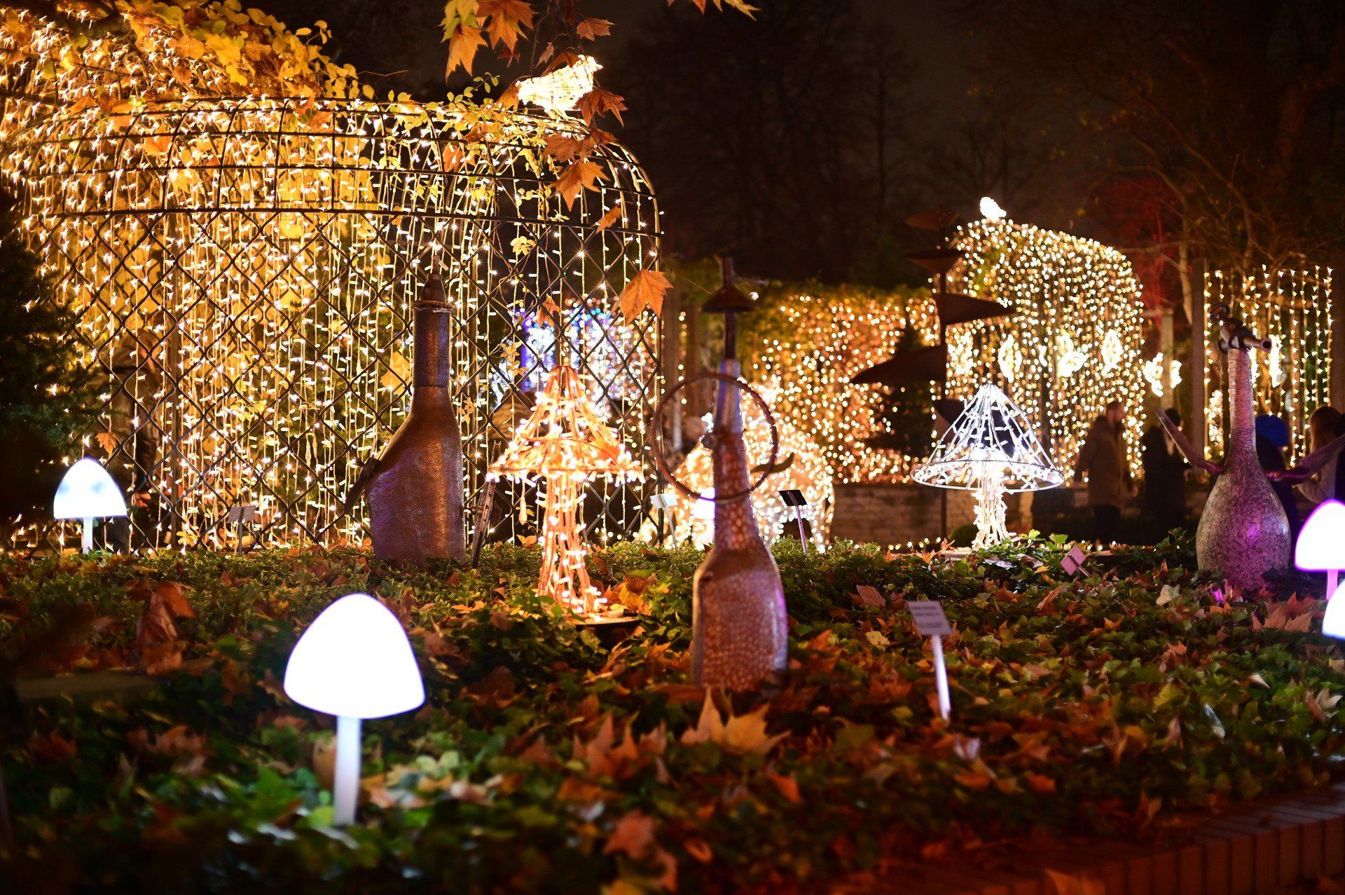 Magiczny Botaniczny powrócił w wielkim stylu