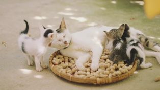 Nowy Tomyśl: Rusza "Akcja Sterylizacja" w gminie. Pobierz kartę i pomóż ograniczyć bezdomność kotów