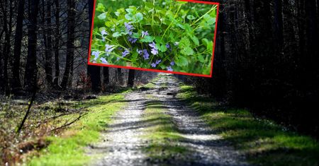 Niedługo zniknie z polskich lasów. "Może być dodawany jako aromatyczna przyprawa"