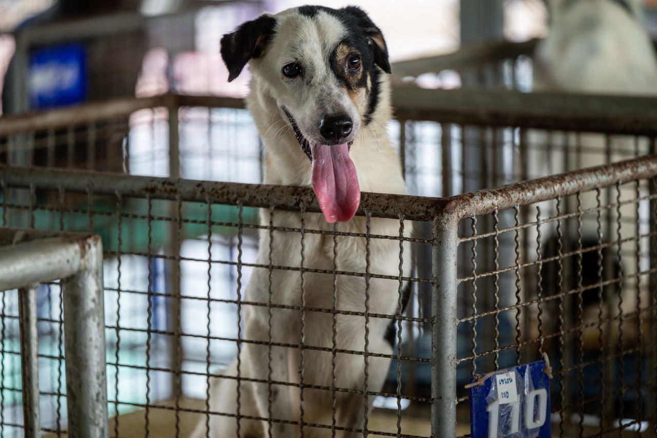 Psiaki w kieleckim schronisku czekają na adopcję. 1 lipca ich święto