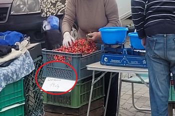 14 zł za kilogram czereśni. "To jest psucie rynku"