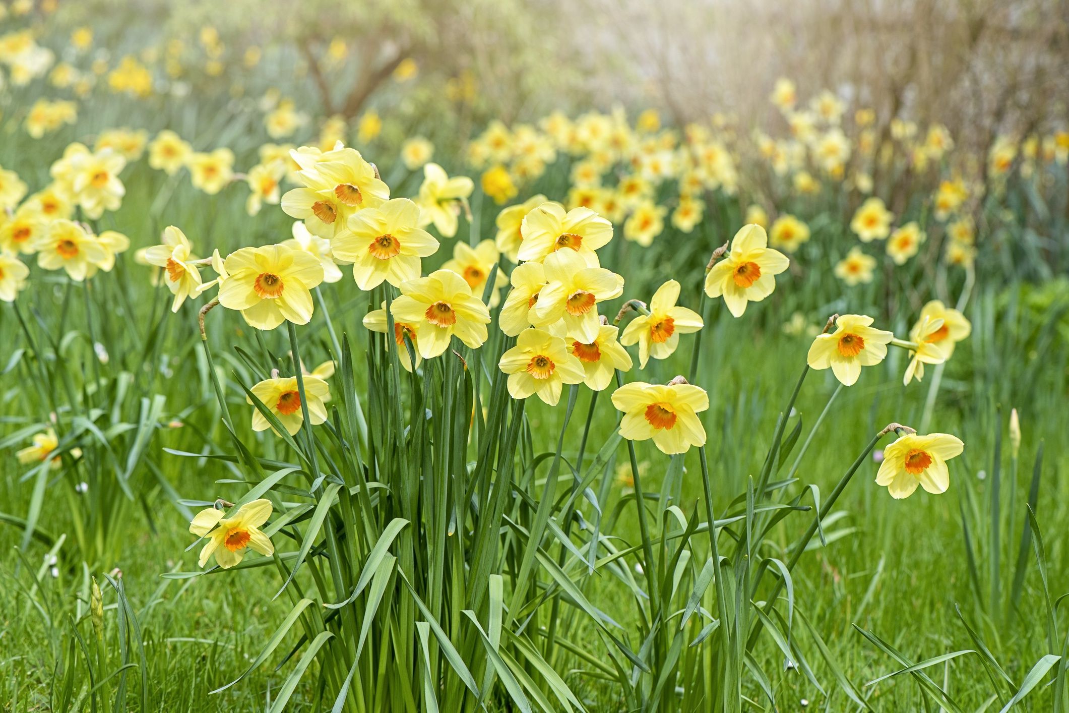 Pretty spring, yellow Daffodil flowers in soft sunshine also known as NarcissusJacky Parker Photography