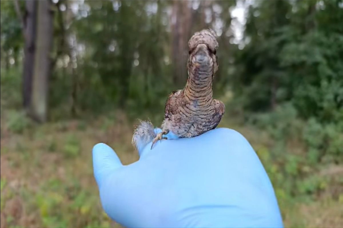 Rzadki widok. Ptak, który zachowuje się jak wąż. Pokazali nagranie