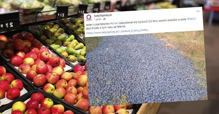 Plantator wyrzucił prawie 3 tony śliwek w pole. Powód rozrywa serce, możemy tylko współczuć