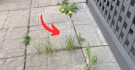 Potraktuj tym chwasty na kostce brukowej, a znikną raz na zawsze. To lepsze niż oprysk