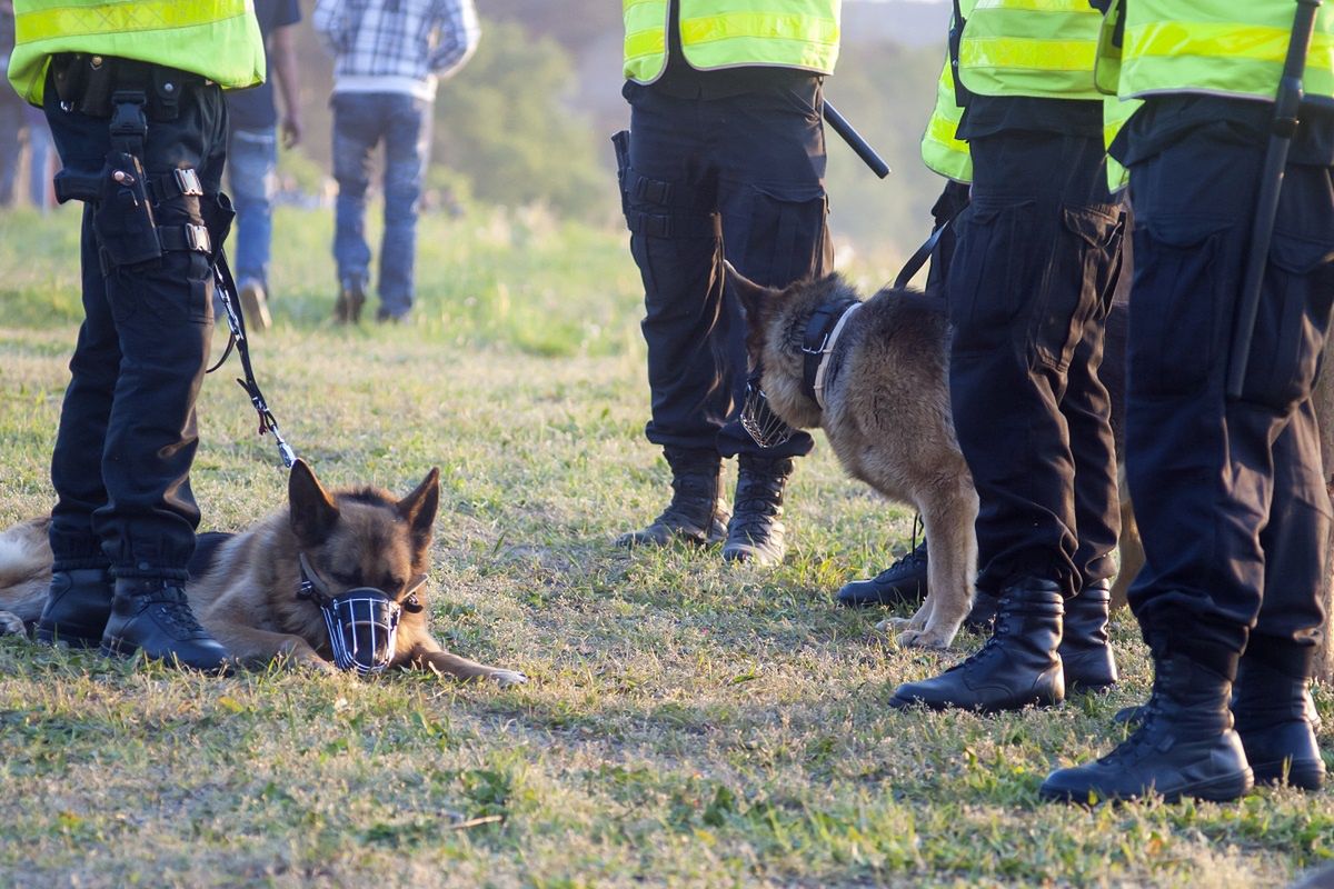 Poszukiwania ojca zamordowanego 6-latka. Tutaj doprowadziły psy tropiące