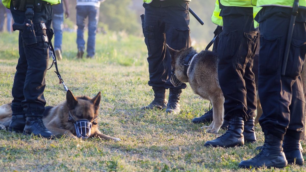 Tutaj zaprowadziły psy tropiące. Zdjęcie ilustracyjne. 