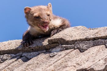 Rozłóż, gdzie się da, a kuny uciekną. Dla nich to fetor