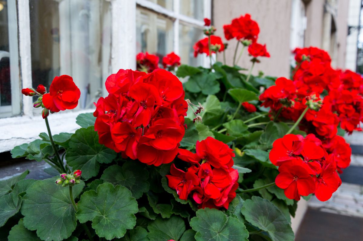 Sprinkle under the geraniums. They will bend under the flowers.