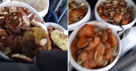 Aż 44 kg grzybów. Gotowi? Tyle dostali na skupie