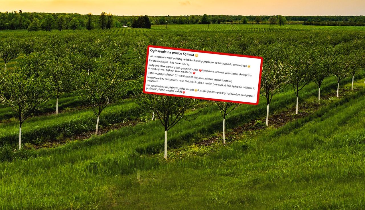 "Na prośbę sąsiada". Chce tylko 1 zł za kg. Można brać tonami