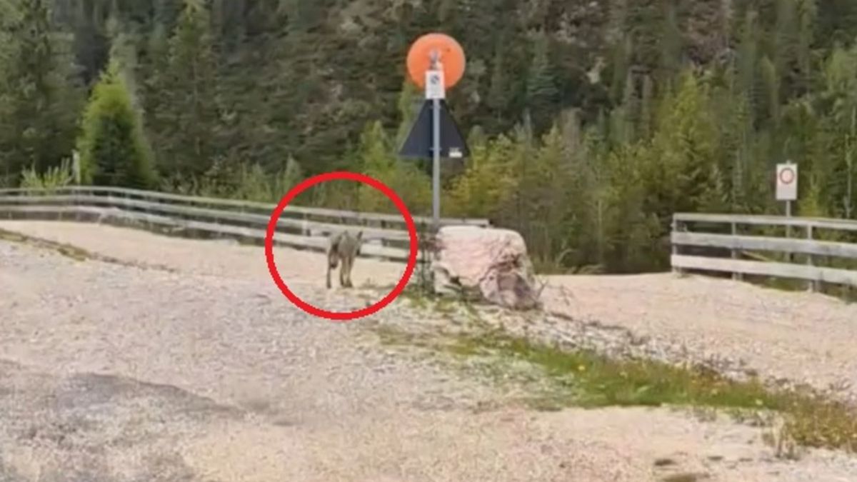 Polak nagrał wilka w Austrii