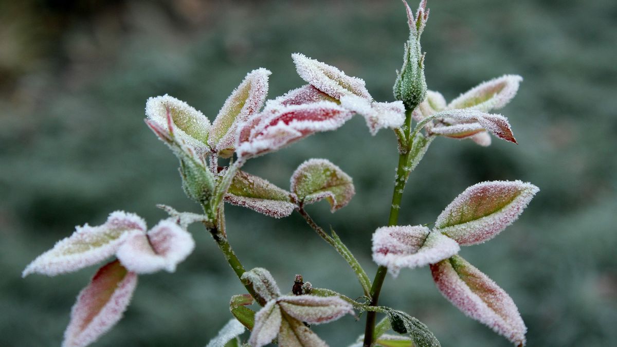 Zbliżają się pierwsze przymrozki