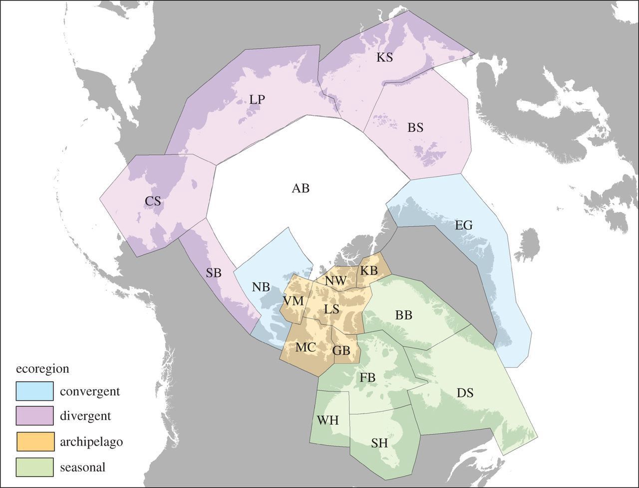 Cztery ekoregiony niedźwiedzi polarnych i 19 subpopulacji. Ekoregiony zbieżne: Wschodnia Grenlandia (EG) i Północne Morze Beauforta (NB). Ekoregiony rozbieżne: Południowe Morze Beauforta (SB), Morze Czukockie (CS), Morze Łaptiewów (LP), Morze Karskie (KS) i Morze Barentsa (BS). Ekoregiony archipelagu: Kanał M’Clintocka (MC), Cieśnina Melville’a (VM), Zatoka Norweska (NW), Basen Kane’a (KB), Cieśnina Lancastera (LS) i Zatoka Boothia (GB). Ekoregiony sezonowe: Zachodnia Zatoka Hudsona (WH), Basen Foxe’a (FB), Zatoka Baffina (BB), Cieśnina Davisa (DS) i Południowa Zatoka Hudsona (SH). Subpopulacja Basenu Arktycznego (AB) prawdopodobnie ma niewiele przez cały rok osobników niedźwiedzi polarnych i została wykluczona z analiz (patrz elektroniczny materiał uzupełniający).(Eric Regehr et al., 2016).