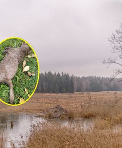 Niepokojące odkrycie w Puszczy Rominckiej. "Żaden powód do radości"