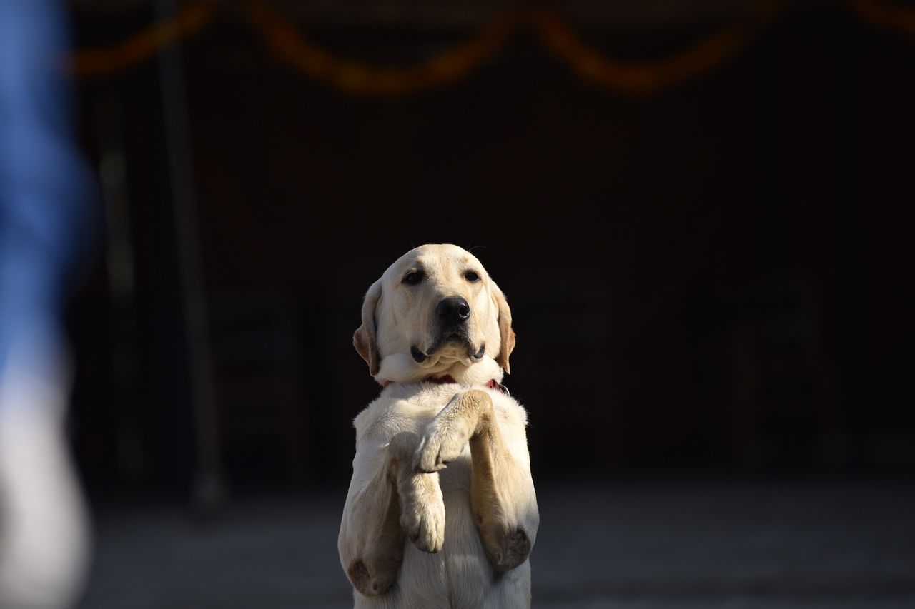 Koronawirus. Psy mogą pomóc w wykrywaniu zakażeń