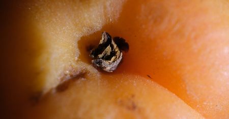 Jedz dwie sztuki dziennie. Naturalny czyścik dla jelit