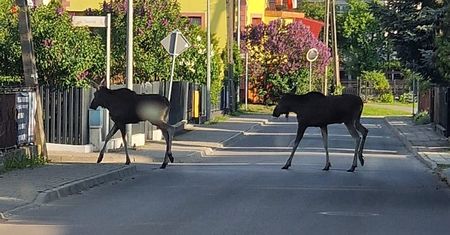 Dramatyczna śmierć łosi. Wszystkie zginęły w ten sam sposób