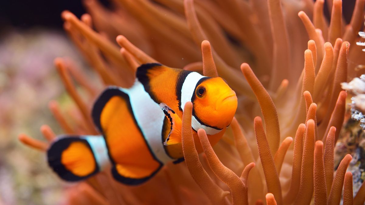 Błazenek, czyli znana rybka z filmu.