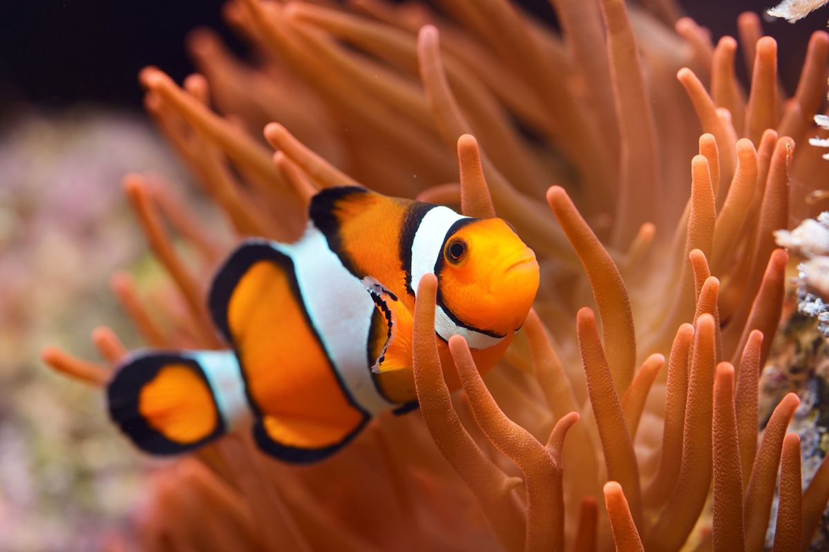 Clownfish, also known as the famous fish from the movie.