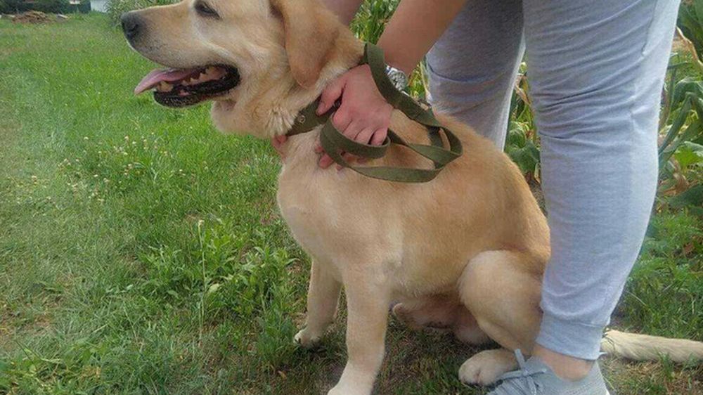 Pies odnalazł się po 6 latach