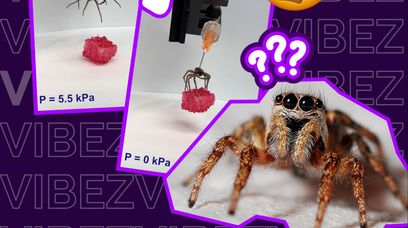 Naukowcy stworzyli pająki zombie. Pomogą w produkcji elektroniki