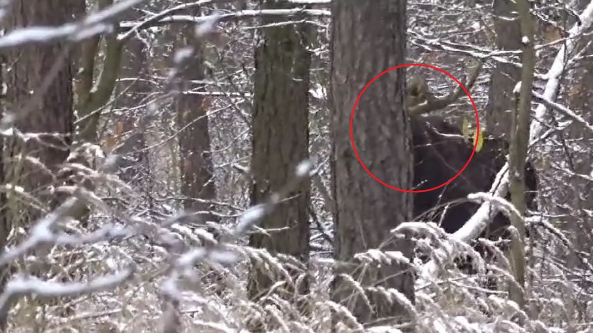 Leśnik pokazał, co zastał wśród drzew