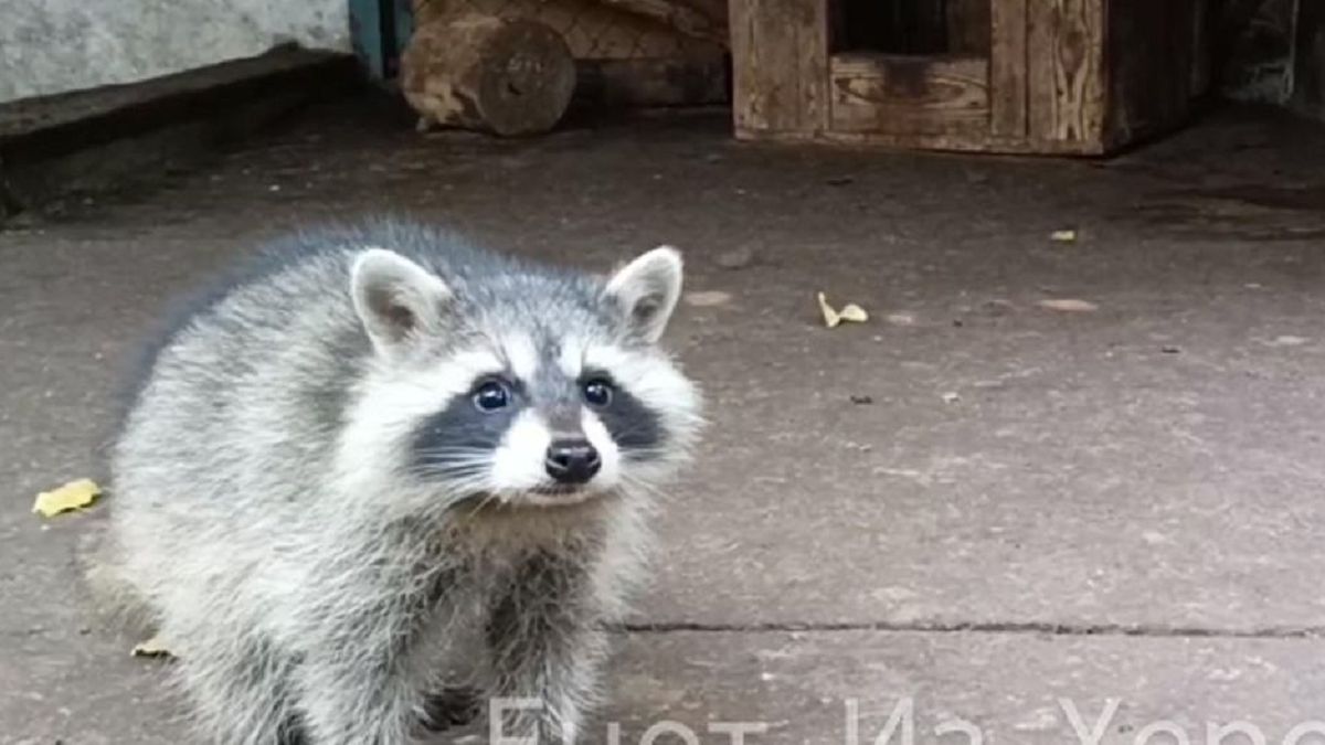 Ukraińcy chcą zwrócić szopa 