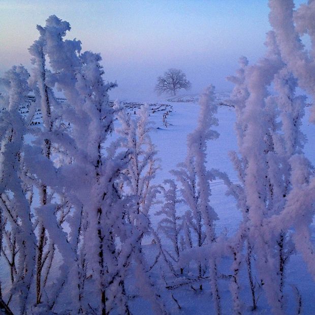 Jedno drzewo, jeden iPhone, cały rok fotografowania 2