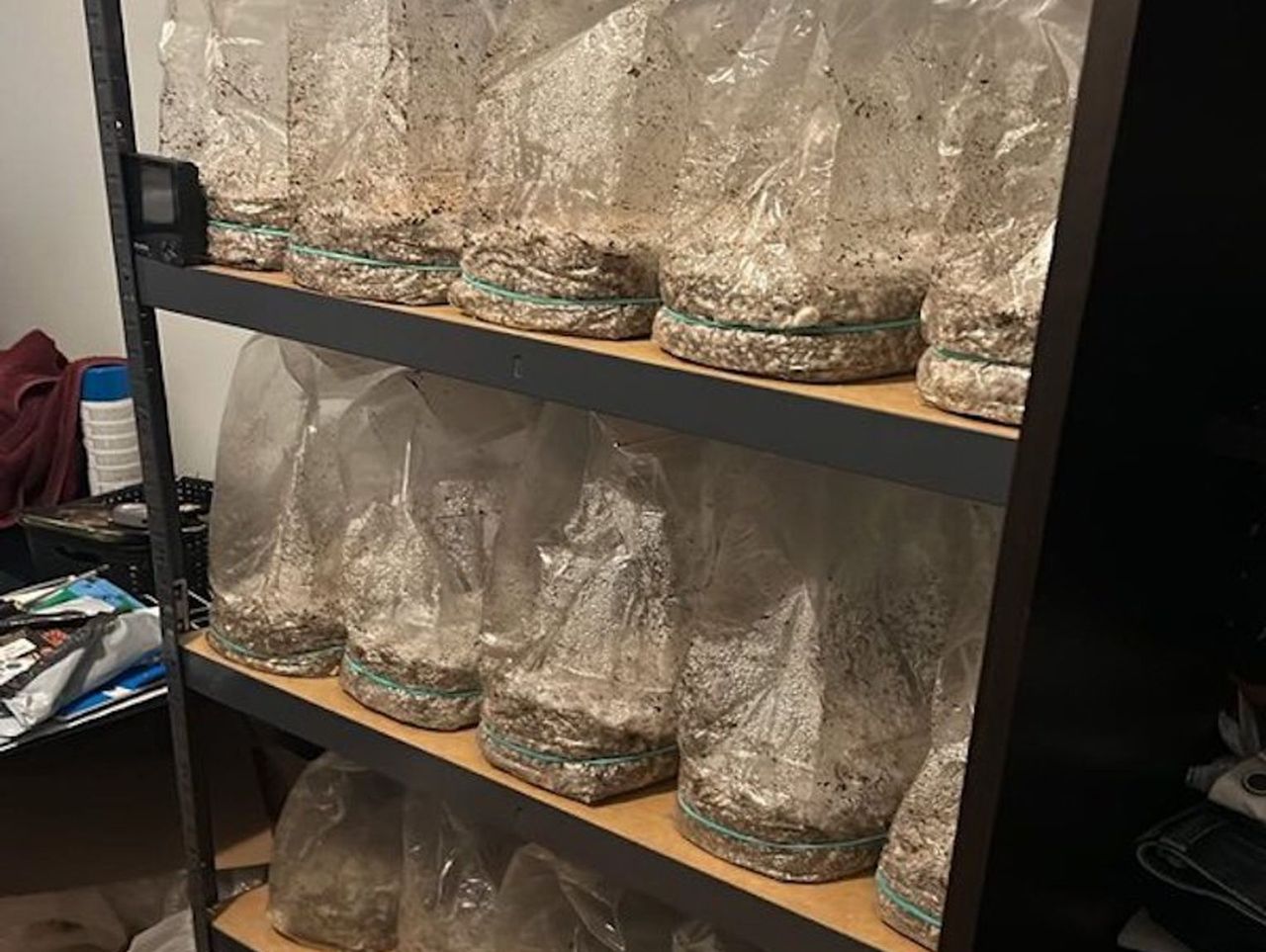 Wrocław: Uprawiali grzyby halucynogenne. Po kłótni wezwano policję