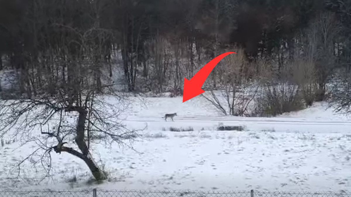 Bliskie spotkanie z wilkiem