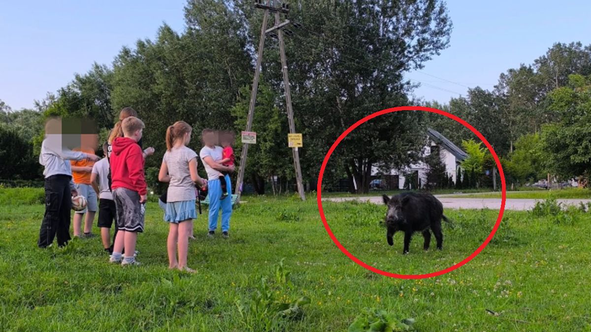 Dzik towarzyszył dzieciom na placu zabaw.