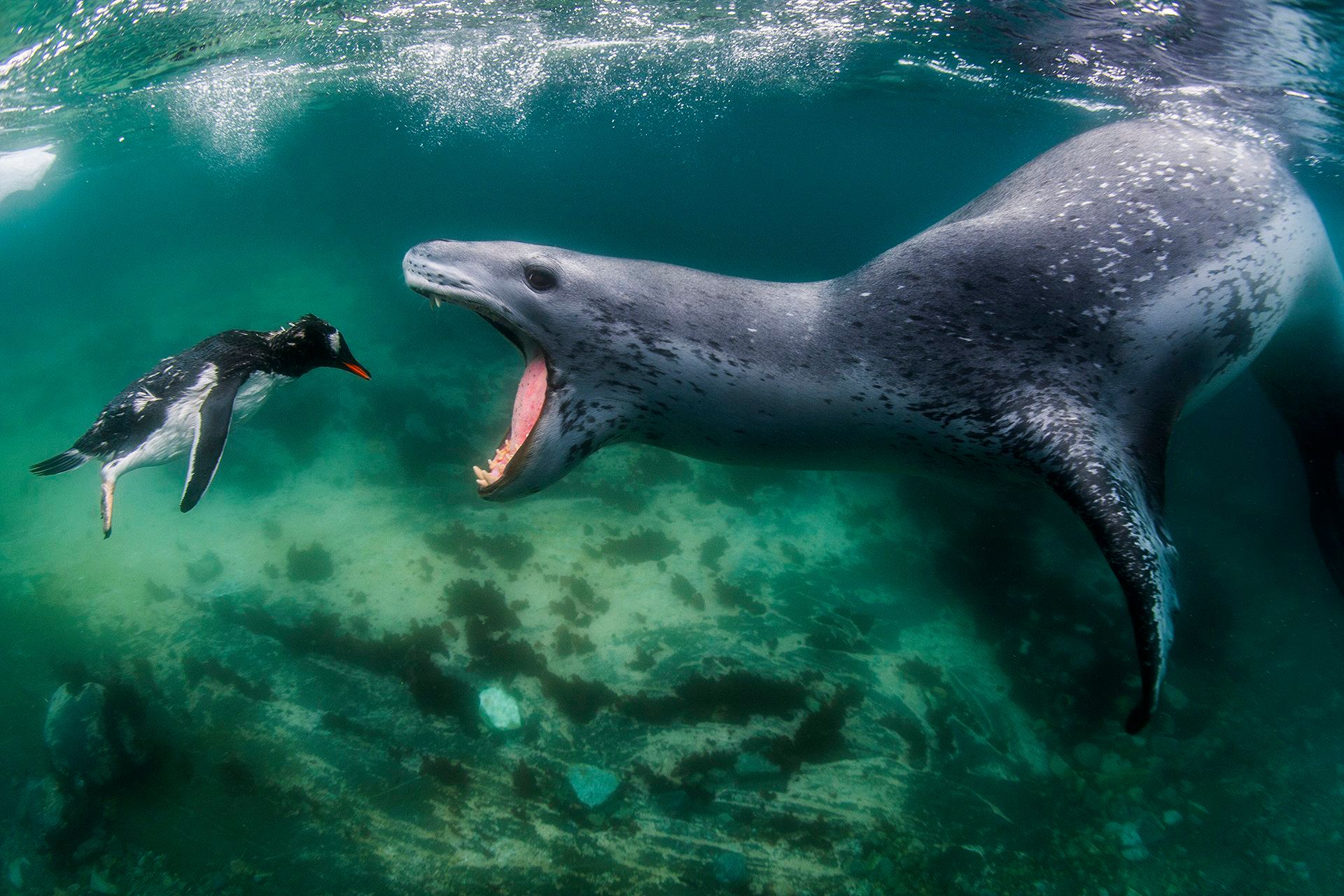 Potwór z Loch Ness? Fotograf stanął z nim oko w oko 1