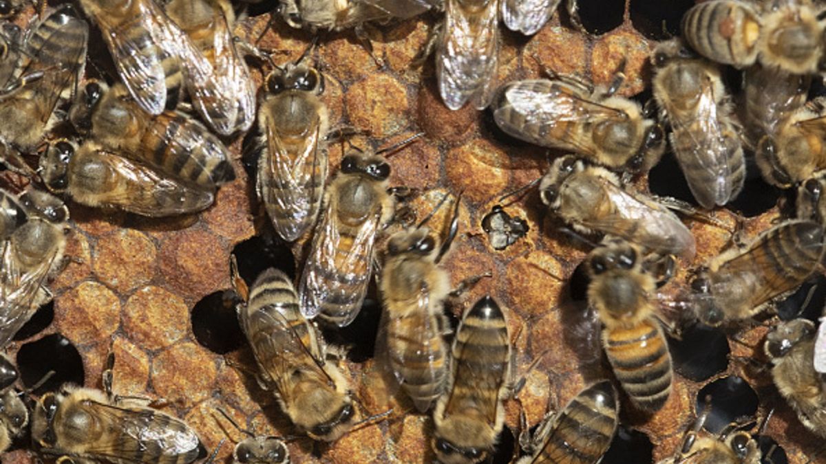 Setki pszczół zalano ropą w woj. pomorskim