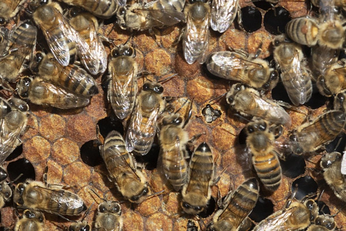 Zabito setki pszczół. Sprawcy zniszczyli ule oblewając je ropą