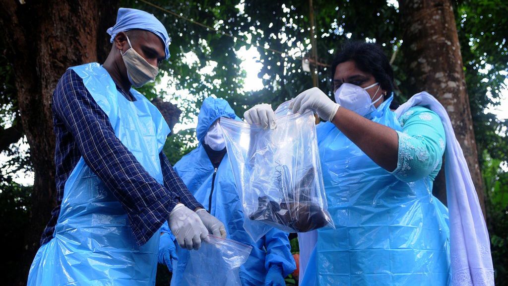 nipah pandemia indie