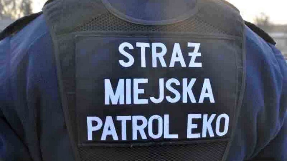 Warszawa. Strażnicy miejscy uratowali rannego ptaka