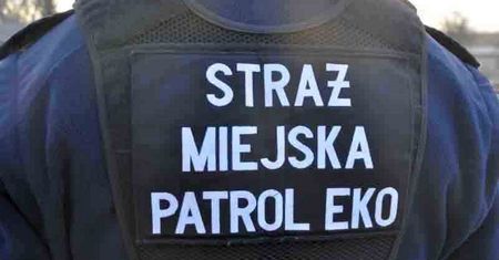 Warszawa. Niespodziewany lot z nieba. Na parking spadła ranna gęś