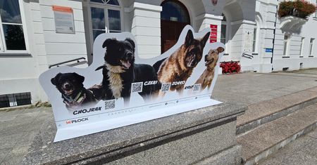 Psy zastąpiły słynne lwy przed płockim ratuszem. To jednak nie koniec zmian
